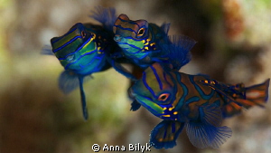Mating of Mandarin fishes.
Special moment! (they are three) by Anna Bilyk 